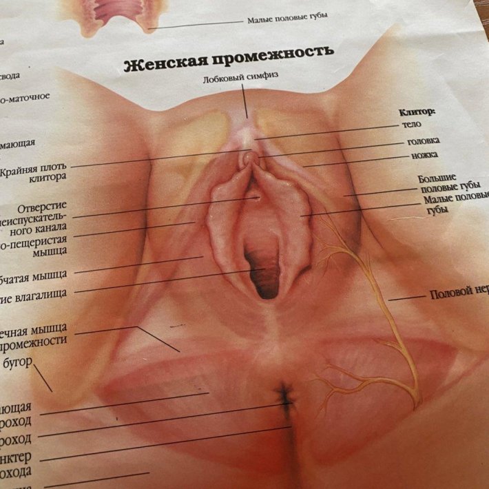 Женская половая орган