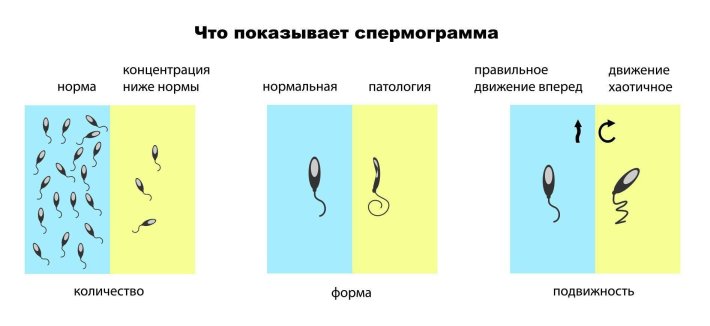 Движение сперматозоидов