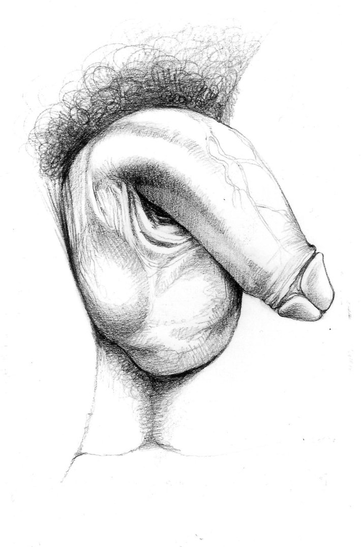 Член рисунки