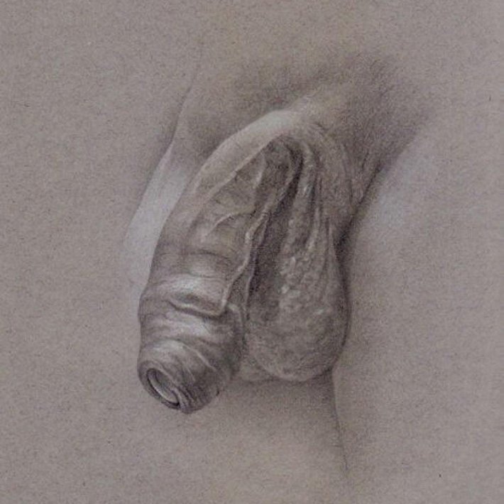 Рисование половых органов