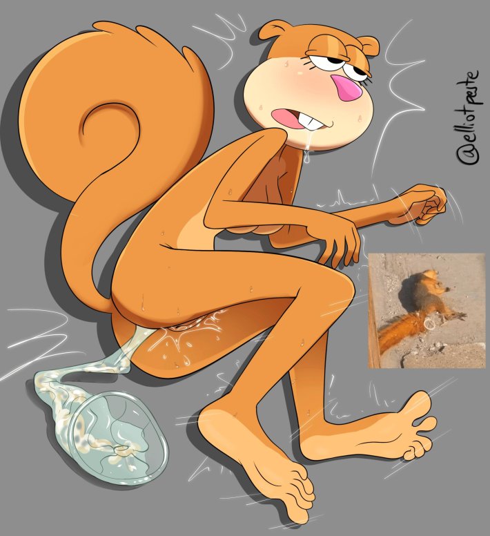 Сэнди белка