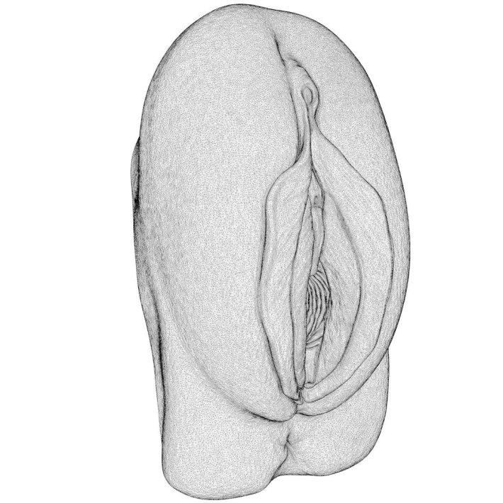 Вагина схематичный рисунок