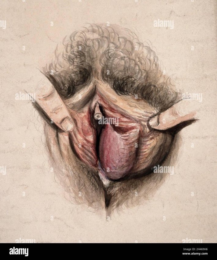 Рисунки женских гениталий